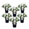 Julros - Set om 6 - Helleborus niger 'Mont Blanc' - Höjd 20-30cm - ⌀12cm