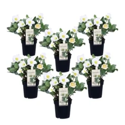 Julros - Set om 6 - Helleborus niger 'Mont Blanc' - Höjd 20-30cm - ⌀12cm