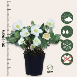 Julros - Set om 6 - Helleborus niger 'Mont Blanc' - Höjd 20-30cm - ⌀12cm