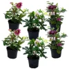 Julros - Set om 6 - Helleborus orientalis - Höjd 20-30cm - ⌀12cm