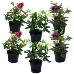 Julros - Set om 6 - Helleborus orientalis - Höjd 20-30cm - ⌀12cm