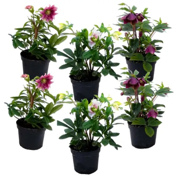 Julros - Set om 6 - Helleborus orientalis - Höjd 20-30cm - ⌀12cm