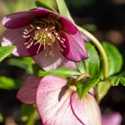 Julros - Set om 6 - Helleborus orientalis - Höjd 20-30cm - ⌀12cm