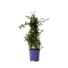 Kalifornisk lilak - Ceanothus thyrsiflorus Repens - Höjd 60-70cm - ⌀17cm