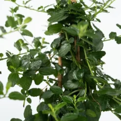 Kalifornisk lilak - Ceanothus thyrsiflorus Repens - Höjd 60-70cm - ⌀17cm