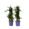 Kalifornisk lilak - Set om 2 - Ceanothus 'Repens' - Höjd 60-70cm - ⌀17cm