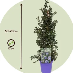 Kalifornisk lilak - Set om 2 - Ceanothus 'Repens' - Höjd 60-70cm - ⌀17cm