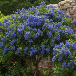 Kalifornisk lilak - Set om 2 - Ceanothus 'Repens' - Höjd 60-70cm - ⌀17cm