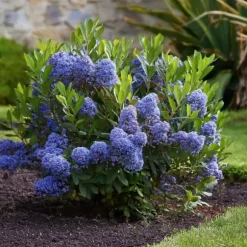 Kalifornisk lilak - Set om 2 - Ceanothus 'Repens' - Höjd 60-70cm - ⌀17cm