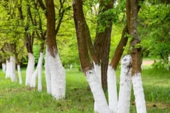 Kalk för att vittja träd och buskar Trädgårdsstart 2kg