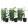 Kalk Träd Citrus - Set om 3 - Citrus aurantifolia - Höjd 25-40cm - ⌀9cm