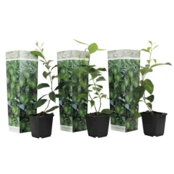 Kalk Träd Citrus - Set om 3 - Citrus aurantifolia - Höjd 25-40cm - ⌀9cm