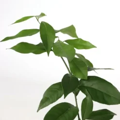 Kalk Träd Citrus - Set om 3 - Citrus aurantifolia - Höjd 25-40cm - ⌀9cm