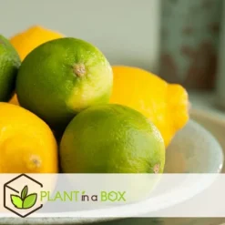 Kalk Träd Citrus - Set om 3 - Citrus aurantifolia - Höjd 25-40cm - ⌀9cm