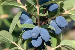 Kamchatka bärgödsel 1 kg AMPOL