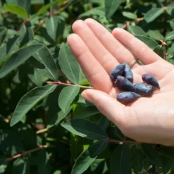 Kamchatka bärgödsel 1 kg AMPOL