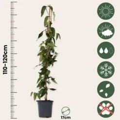 Kaprifol - Set om 2 - Lonicera henryi 'Copper Beauty' - Höjd 110-120cm - ⌀17cm