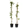 Kaprifol - Set om 2 - Lonicera x Heckrotti - Höjd 110-120cm - ⌀17cm