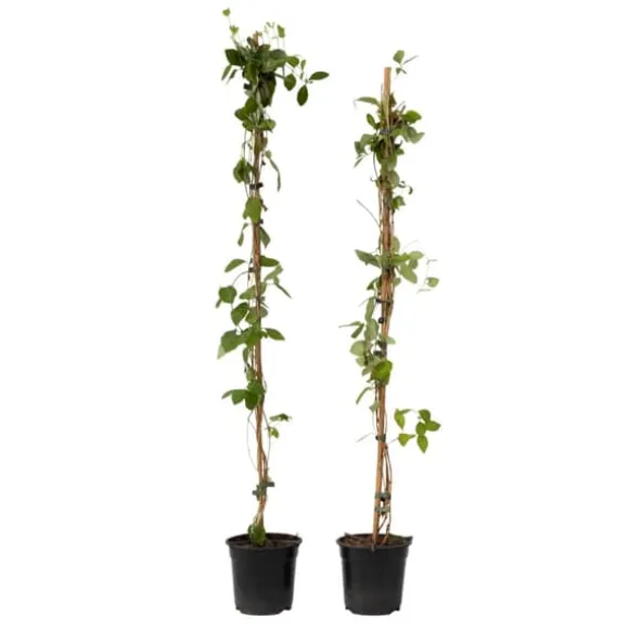 Kaprifol - Set om 2 - Lonicera x Heckrotti - Höjd 110-120cm - ⌀17cm