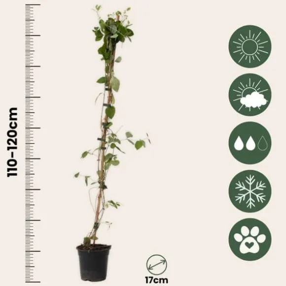 Kaprifol - Set om 2 - Lonicera x Heckrotti - Höjd 110-120cm - ⌀17cm