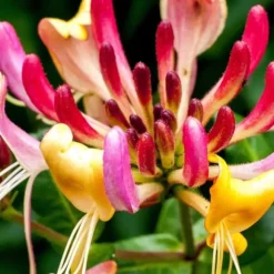 Kaprifol - Set om 2 - Lonicera x Heckrotti - Höjd 110-120cm - ⌀17cm