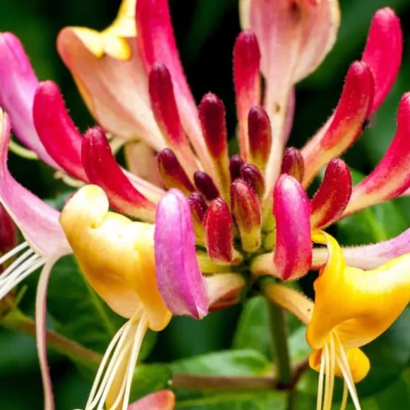 Kaprifol - Set om 2 - Lonicera x Heckrotti - Höjd 110-120cm - ⌀17cm