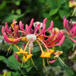 Kaprifol - Set om 2 - Lonicera x Heckrotti - Höjd 110-120cm - ⌀17cm