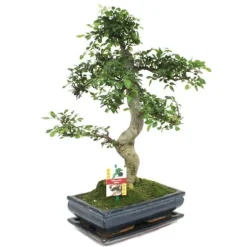 Kinesisk bonsai - Ulmus parviflora - ca 12-15 år
