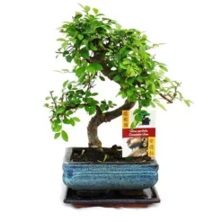 Kinesisk bonsai - Ulmus parviflora - ca. 6 år