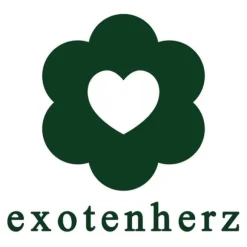 Kinesisk Bonsai - Ulmus parviflora - ca. 8 år