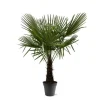 Kinesisk hampa palm Trachycarpus fortunei 30cm kruka 160-180cm hög