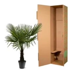 Kinesisk hampa palm Trachycarpus fortunei 30cm kruka 160-180cm hög