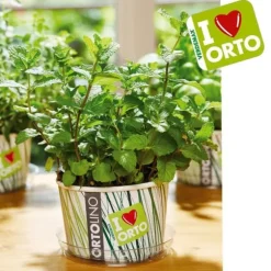 KIT ORTOLINO MENTA VERDEMAX ORTO FRÖN I KÖKET GÖR DET SJÄLV BÄRBAR