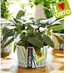 KIT ORTOLINO SALVIA VERDEMAX ORTO SEMEN I KÖKET GÖR DET SJÄLV BÄRBAR