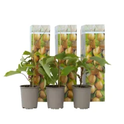 Kiwi växt - Set om 3 - Actinidia deliciosa 'Jenny' - Höjd 20-40cm - ⌀9cm