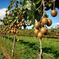 Kiwi växt - Set om 3 - Actinidia deliciosa 'Jenny' - Höjd 20-40cm - ⌀9cm