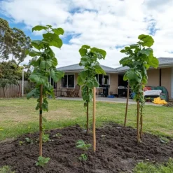 Kiwi växt - Set om 3 - Actinidia deliciosa 'Jenny' - Höjd 20-40cm - ⌀9cm