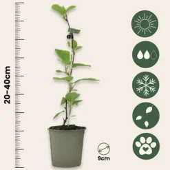 Kiwi växt - Set om 6 - Actinidia deliciosa 'Jenny' - Höjd 20-40cm - ⌀9cm