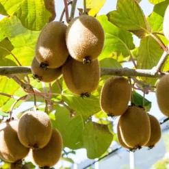 Kiwi växt - Set om 6 - Actinidia deliciosa 'Jenny' - Höjd 20-40cm - ⌀9cm