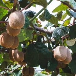 Kiwi växt - Set om 6 - Actinidia deliciosa 'Jenny' - Höjd 20-40cm - ⌀9cm