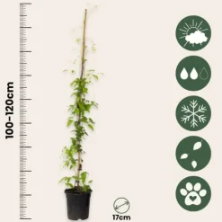 Klematis - 2 st - Clematis 'The President' - Höjd 100-120cm - ⌀17cm