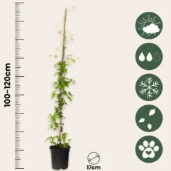 Klematis - Clematis 'Hagley Hybrid' - Höjd 100-120cm - ⌀17cm