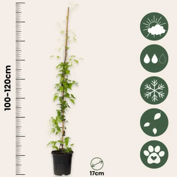 Klematis - Clematis 'The President' - Höjd 100-120cm - ⌀17cm