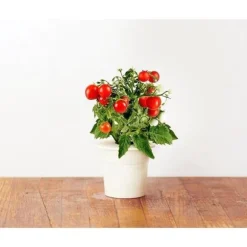 KLICKA OCH VÄX Refill - Minitomater