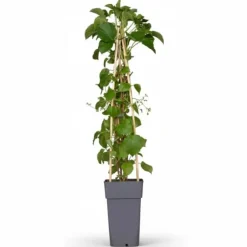 Klimhortensia Hydrangea petiolaris - Kruka Ø15 cm, Höjd ca 65 cm