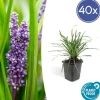 Klockhyacint - Liljegräs - Liriope muscari 'Moneymaker' - Kruka på 9 cm - Set med 40 växter