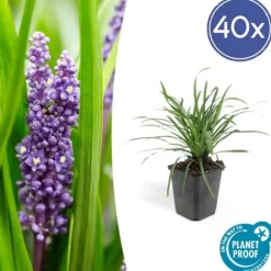 Klockhyacint - Liljegräs - Liriope muscari 'Moneymaker' - Kruka på 9 cm - Set med 40 växter