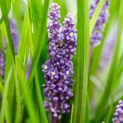 Klockhyacint - Liljegräs - Liriope muscari 'Moneymaker' - Kruka på 9 cm - Set med 40 växter