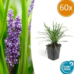 Klocklilja - Liljegräs - Liriope muscari 'Moneymaker' - 9 cm kruka - Set med 60 växter
