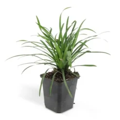 Klocklilja - Liljegräs - Liriope muscari 'Moneymaker' - 9 cm kruka - Set med 60 växter